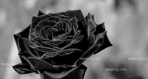 黑玫瑰花语（探寻黑玫瑰的意义和美丽）