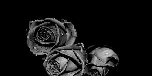 黑玫瑰花语（探索黑玫瑰的象征意义及文化内涵）