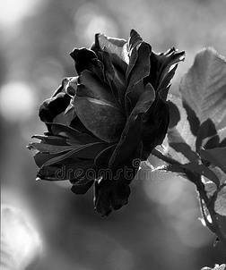黑色玫瑰（黑色玫瑰的神秘力量与情感表达）