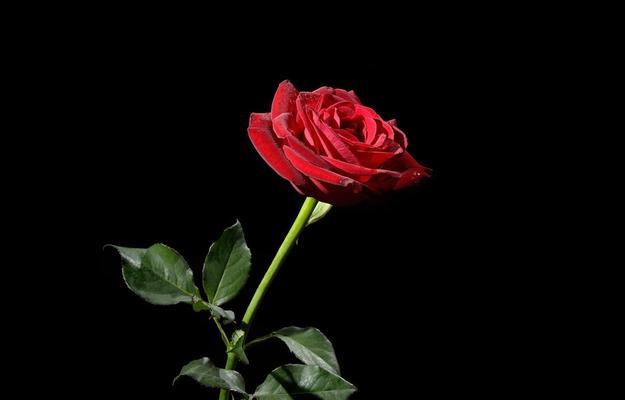 黑色玫瑰的寓意与意义（探寻黑色玫瑰背后的神秘和情感）