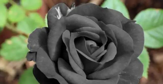 黑色玫瑰花语之神秘与矛盾（探索黑色玫瑰花语的深刻含义）