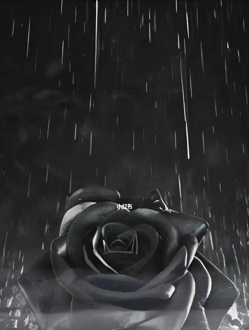黑色玫瑰（解读黑色玫瑰的象征意义）
