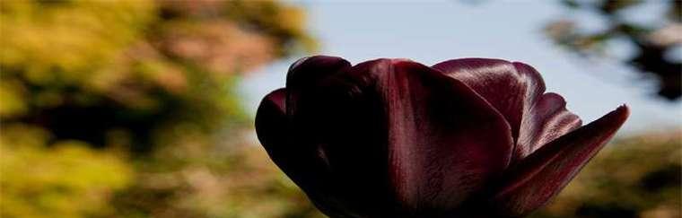 黑郁金香花语的秘密（探寻黑郁金香的神秘寓意）