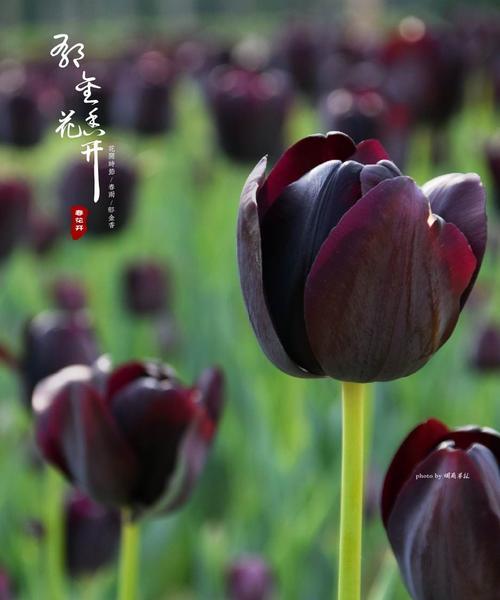 黑郁金香花语的秘密（探寻黑郁金香的神秘寓意）