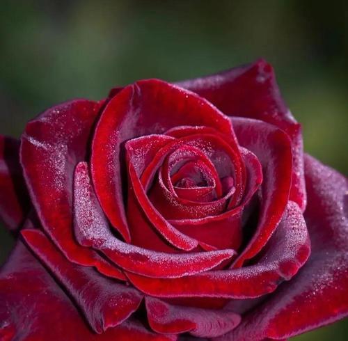 红玫瑰的含义（爱与热情的象征）