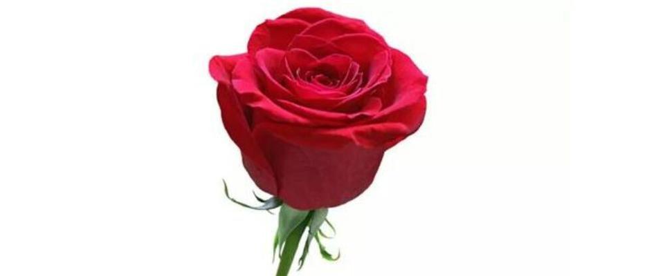 红玫瑰的含义（爱与热情的象征）