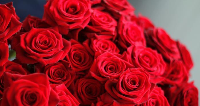红玫瑰与粉玫瑰的寓意（探索花朵的语言和情感魅力）
