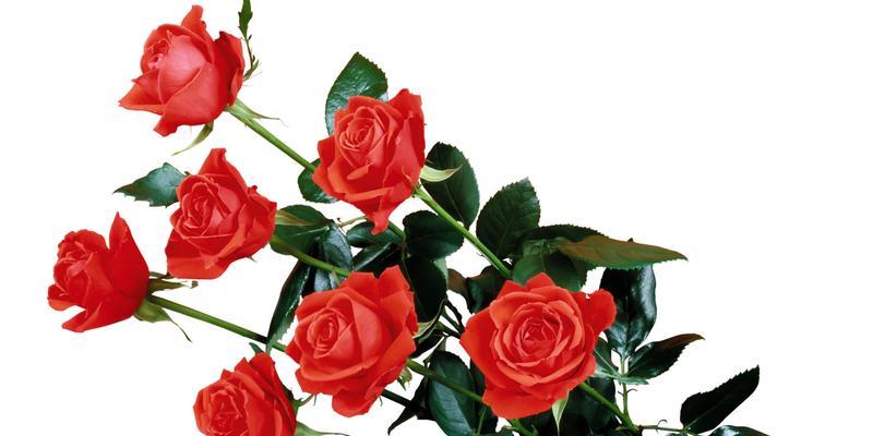 红玫瑰的寓意与象征（爱情之花绽放的美丽）
