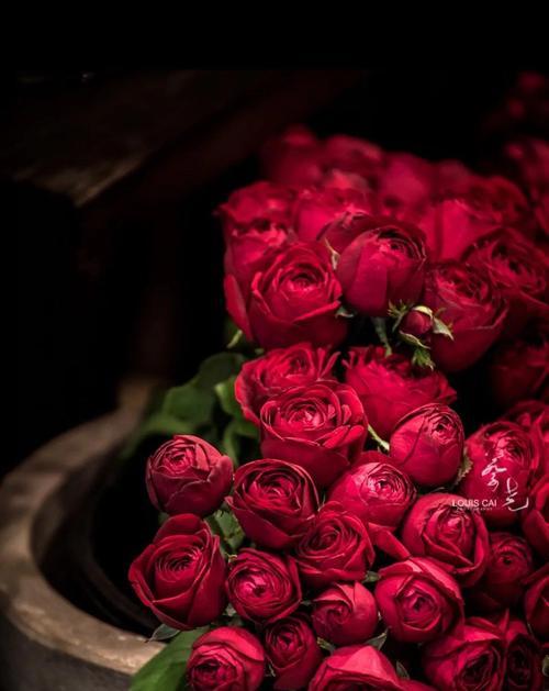 红玫瑰的寓意与象征（爱情之花绽放的美丽）