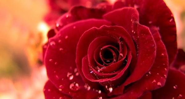红玫瑰花语大全及其寓意解析（红玫瑰的意义）