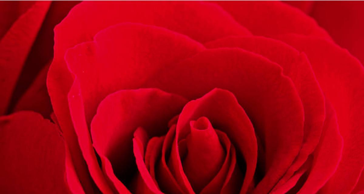 十九朵红玫瑰花语的深刻含义（解读十九朵红玫瑰的浪漫心语）