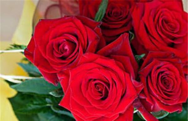 十九朵红玫瑰花语的深刻含义（解读十九朵红玫瑰的浪漫心语）
