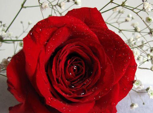 红玫瑰花语与寓意（探索红玫瑰的象征意义）
