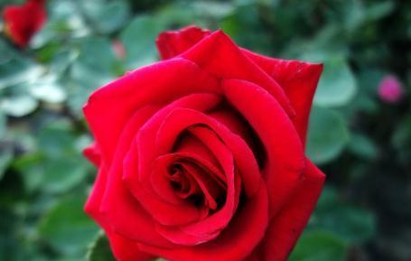 红玫瑰花语及其传说（传递爱情的红玫瑰）
