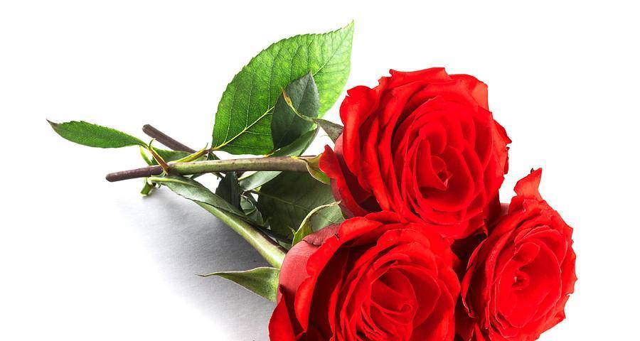 红玫瑰花语及其传说（传递爱情的红玫瑰）