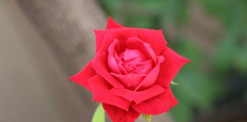 红玫瑰的象征意义（浓情蜜意）