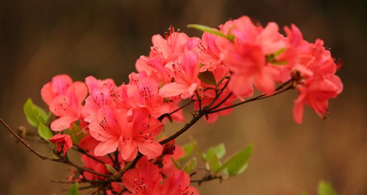 红色杜鹃花的寓意（生命的热情与挣扎）