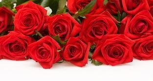 红色玫瑰花语的意义与传承（红色玫瑰的浪漫之情）