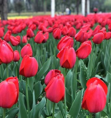 红色郁金香花语与寓意（揭示红色郁金香的十五种花语）