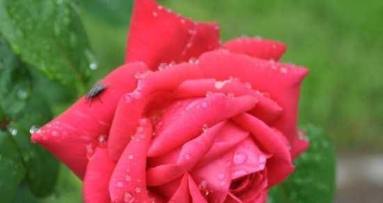 红色月季的花语（月季花的象征意义与纯洁爱情的解读）