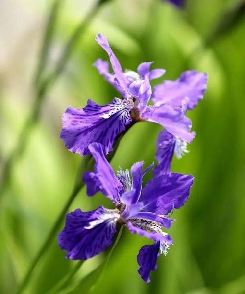 蝴蝶花的花语与含义（探索蝴蝶花背后的秘密）