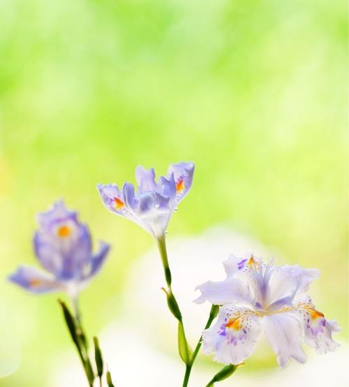 蝴蝶花花语（用蝴蝶花的花语传递心灵的情感）