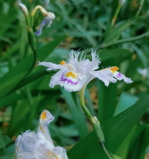 蝴蝶花花语（用蝴蝶花的花语传递心灵的情感）