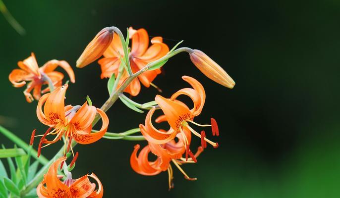 虎皮百合花语（以虎皮百合花语为主题的深入解读与分享）