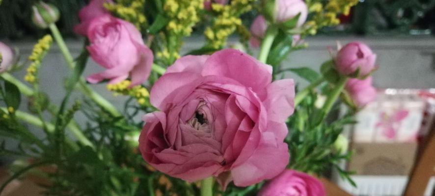 花语之美——以花毛茛为主题的探索（传递爱与美的花语——花毛茛）