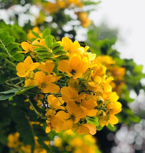 槐花的花语（呼唤春天的气息）