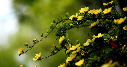 黄刺玫的花语（以黄刺玫为主题的花语探索及传达）