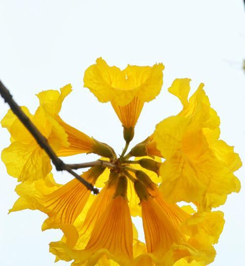 黄花风铃木的花语与含义（探究黄花风铃木的象征意义及其与人生的共鸣）