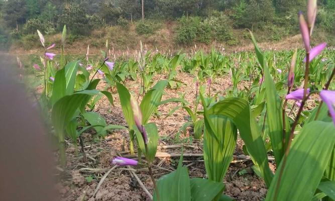 白枫树种子如何播种（白枫树种子种植方法和时间）