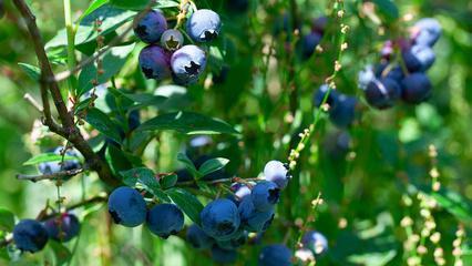 蓝莓怎么种植和养护（详解蓝莓的栽培技术）