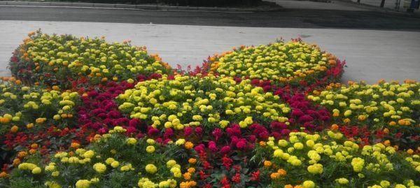 春节花坛常用花卉有哪些（寓意深远的花推荐）