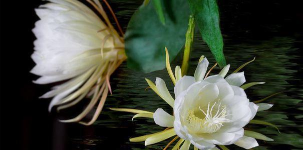 昙花几月开花哪个季节（观赏昙花花期简介）