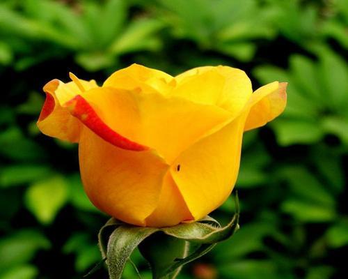 玫瑰花种子多久发芽（玫瑰花种子的种植方法和时间）