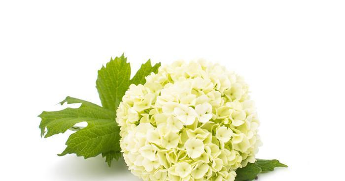 白色的花有哪些品种（十大常见的白色花大全）