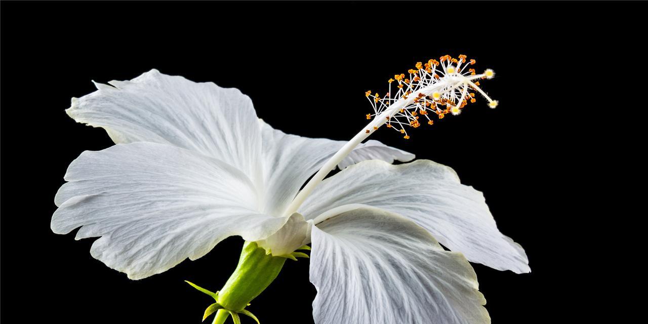 白色的花有哪些品种（十大常见的白色花大全）