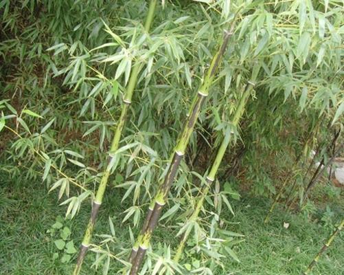 小型观赏竹子有哪些品种（盘点六种常见的竹子品种）