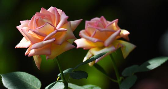 月季花的开放时间（观赏月季花的时间）