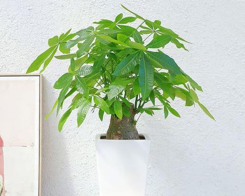 发财树要怎么养才旺盛（发财树的正确养法）