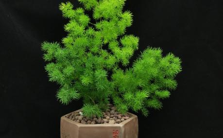 蓬莱松怎么养得粗壮（蓬莱松的养殖方法讲解）