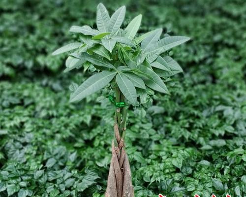 如何种植发财树（种植发财树的简单步骤）