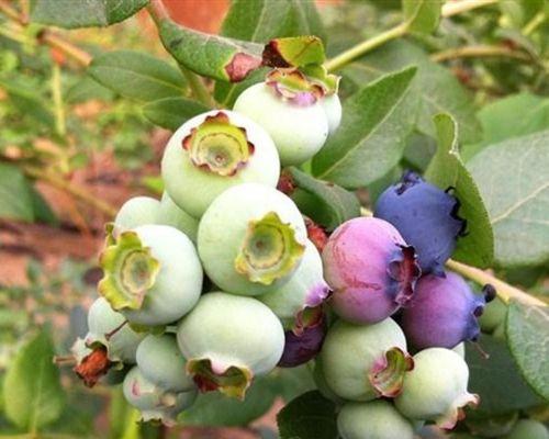 怎么让蓝莓树长得旺盛（蓝莓种植方法与技巧）