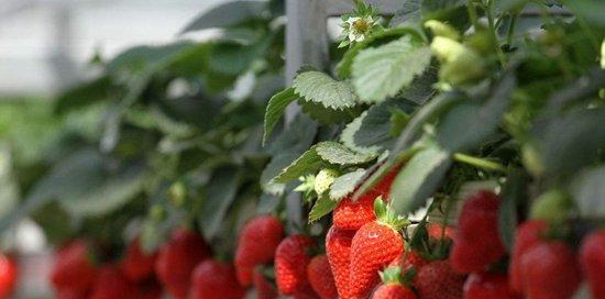 草莓种子育苗方法（从选种到育苗）