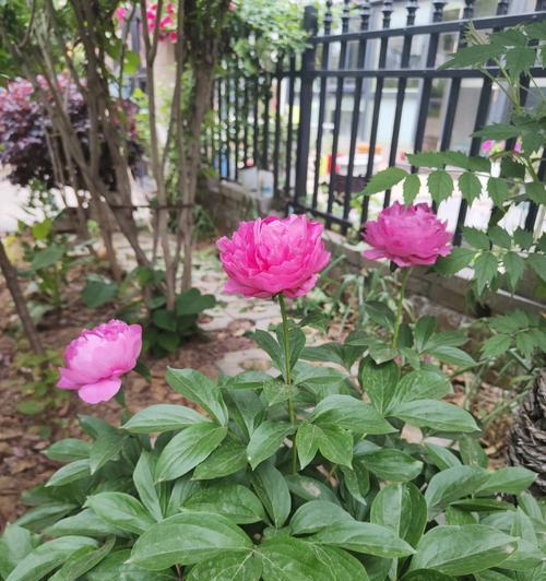 芍药花怎么种植方法（芍药的种植时间和方法）