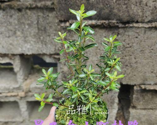 杜鹃盆景怎样养护（杜鹃盆景养护与管理方法）