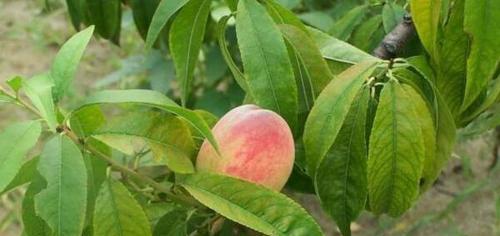 桃树如何管理才能结好桃（桃树种植技巧和注意事项）
