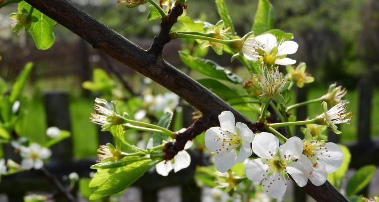 樱桃树几年才能开花结果（樱桃树的种植方法和管理）